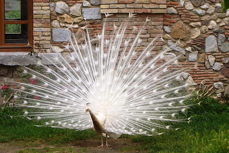white peahen thumbnail