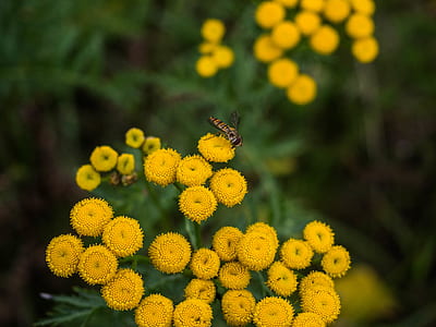 nature, flowers, yellow, plant thumbnail