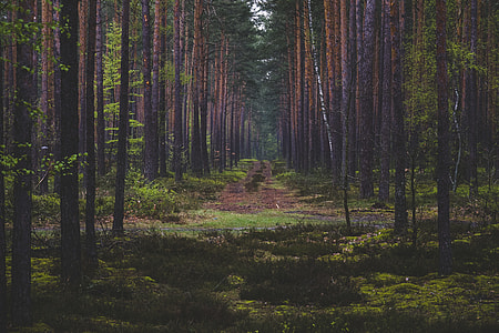 forest pathway photo during daytim thumbnail