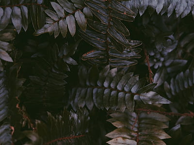 green leafed plant thumbnail