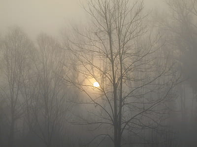 foggy forest thumbnail