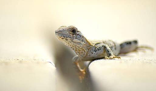 brown and gray lizard thumbnail