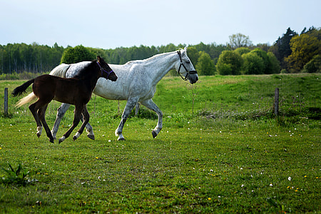 two black and white horses on field thumbnail