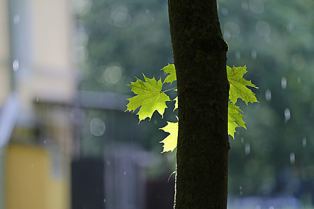 shallow focus of maple leaves during daytime thumbnail