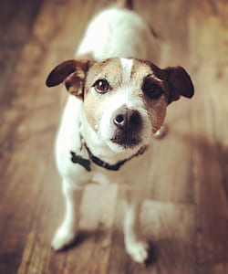 selective focus photography of white and brown Jack Russell terrier standing on hard wood flooring close-up photo thumbnail