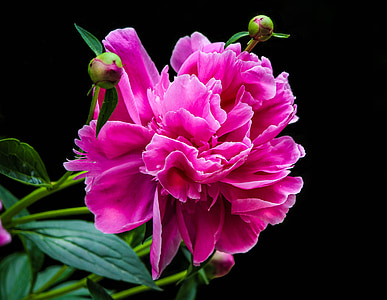blooming pink petaled flower thumbnail