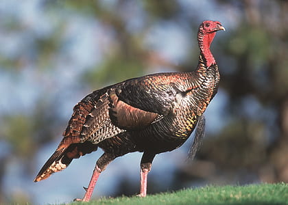brown peahen on green grass field thumbnail