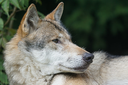 closeup photo of Czechoslovakian wolfdog thumbnail
