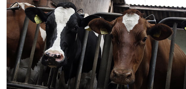 close-up photography of black and brown cows thumbnail