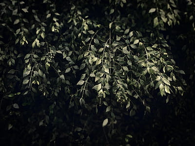 Shallow Focus Photography of Green Leaves during Low Light Photography thumbnail