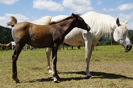 two white and brown horses on field thumbnail