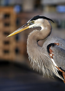 selective focus photography of gray long-beaked bird thumbnail
