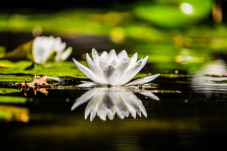 white water lily selective focus photography thumbnail