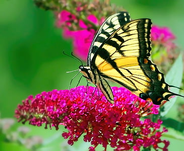 tiger swallowtail butterfly on pink petaled flower thumbnail