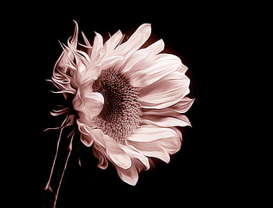 Closeup Photo of Sunflower Flower thumbnail