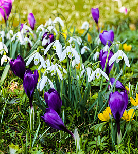shallow focus photography of flowers during daytime thumbnail