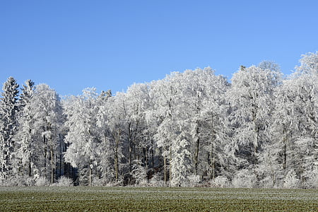 white tree photography thumbnail