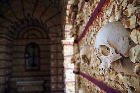 white skull mounted on wall thumbnail