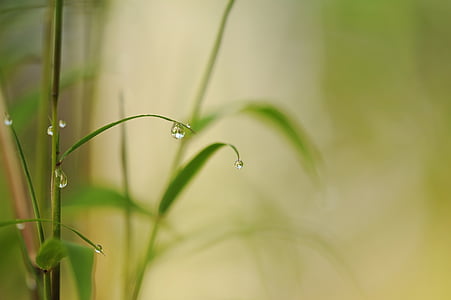 water dew on plant thumbnail