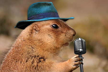 rodent holding gray microphone thumbnail