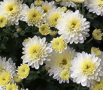 close-up photo of white and yellow dahlia flowers thumbnail