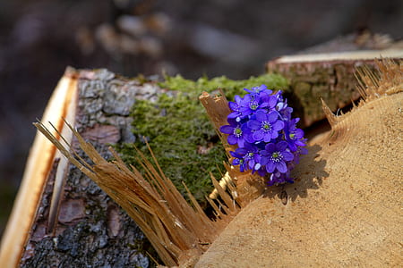 purple flowers thumbnail