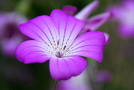 selective focus photo of purple flower thumbnail