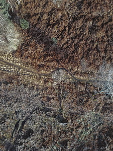 aerial photography of forest thumbnail