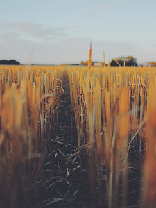 shallow focus photography of rice field during day time thumbnail