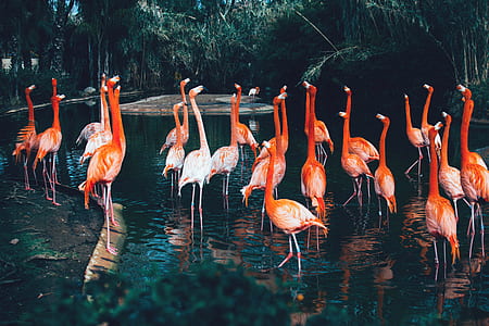 group of flamingo on river thumbnail