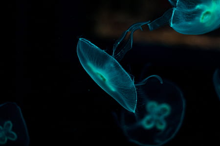 macro shot of jellyfish thumbnail