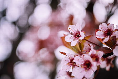 Selective Focus Photography of Cherry Blossom thumbnail