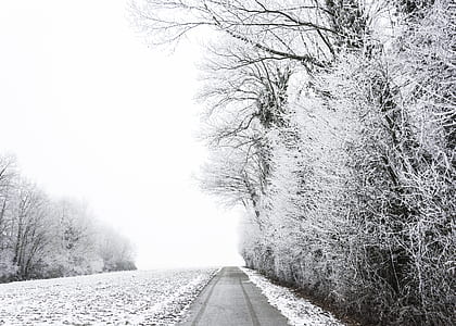 road surrounded by trees during winter thumbnail