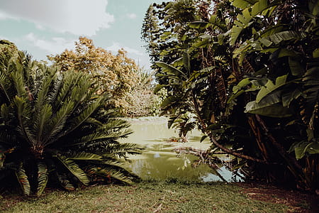 Tropical Botanical Garden in Belem, Lisbon, Portugal thumbnail