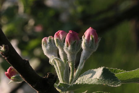 pink apple blossom buds in selective focus photography thumbnail