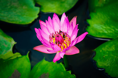 pink lotus flower on body of water thumbnail