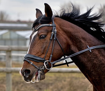 focus photography of brown horse thumbnail