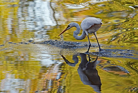 selective focus photo of great egret standing on clear body of water thumbnail