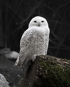 flight, nature, bird, animal thumbnail