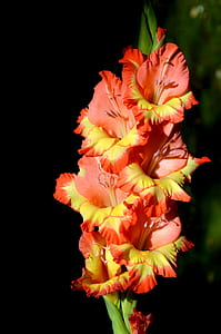 yellow-and-pink gladiolus flower in close-up photography thumbnail