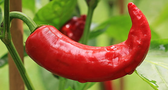 close-up photo of red chili thumbnail