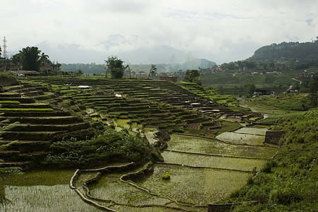 rice paddy at daytime thumbnail