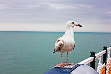 seagull on white fence near body of water thumbnail