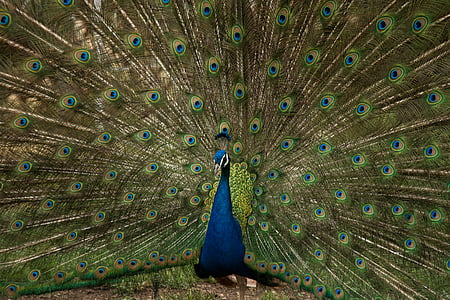 blue and green peacock thumbnail