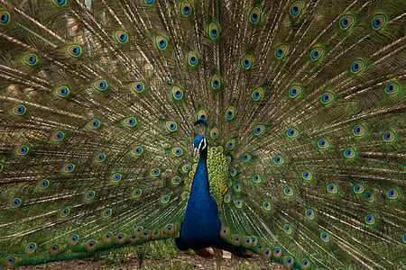 blue and green peacock painting thumbnail