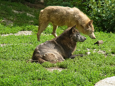 two beige and black wolves on green grass field at daytime thumbnail