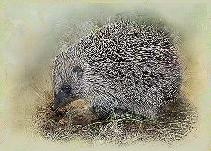 gray hedgehog close-up photo thumbnail