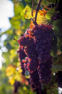 grapes on tree thumbnail