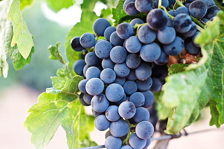 selective focus photo of grapes thumbnail