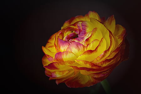 pink-and-yellow petaled flower thumbnail